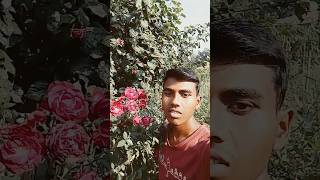 Phool gulab ka sajendragohiya viral tending gulab fhool viravideo [upl. by Nager]