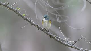 红胁蓝尾鸲 Redflanked Bluetail [upl. by Rosalyn186]