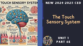 🎯The Touch Sensory System  AP Psychology Unit 1 Part 6🎯 [upl. by Jonas]