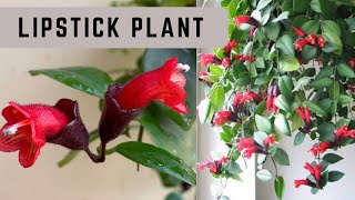 Lipstick plant A unique amp rare houseplantHow to grow and care Lipstick plant Aeschynanthus [upl. by Kaltman]