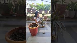 How to Grow Dracaena Plant from Cuttings  Dragon Tree Propagation youtubeshorts viralvideo [upl. by Nomad]