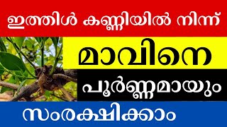 ഇനി ഇത്തിൾ കണ്ണി മാവിൽ ഉണ്ടാകില്ല  Effective Solution to Control Loranthus on Mango Trees [upl. by Winwaloe]