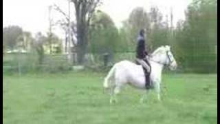 Percheron X for sale to good home SOLD [upl. by Oleusnoc]