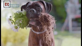 Top 20 dogs funny commercials [upl. by Siberson]