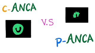 cANCA VS pANCA Autoantibodies  Autoimmune Diseases [upl. by Ritz]