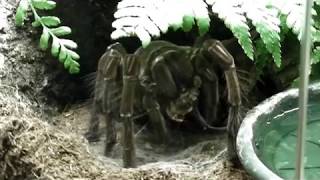 Tarantula feeding video [upl. by Acirfa]