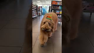 Brodie goes on an adventure celsiusbrandpartner celsiuslivefit goldendoodle reaction [upl. by Sutphin]