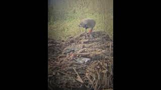 Red napped Ibis birding shorts birds s23 [upl. by Susannah]