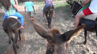 Осел Видео Регистратор Donkey DVR [upl. by Imre]