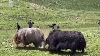 Two Giant Yaks CLASH in Epic Grassland Showdown 🐮 Nature Gladiator Battle [upl. by Bob]