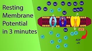 Resting Membrane Potential  NCERT Class 11Neural control and coordination  NEET Biology Animation [upl. by Gordie]