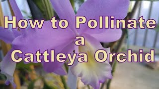 How to Pollinate a Cattleya Orchid [upl. by Zelten]