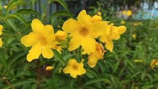 Golden trumpet flowers Allamanda cathartica [upl. by Enoitna340]