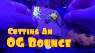 Different Ways Mushroom Coral Split  Fragging My OG Bounce [upl. by Ardnossac]