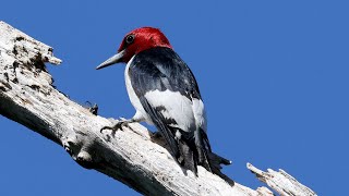 Redheaded Woodpecker vs Periodical Cicada [upl. by Tansy]