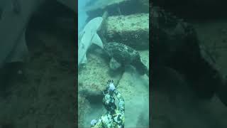 Giant Grouper VS Shark VS Diver followers DiscovermyAfrica fyp catchingfish ocean fish ocean [upl. by Fredric]