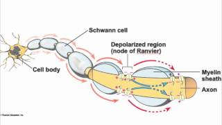 Axon structure song [upl. by Ydieh]