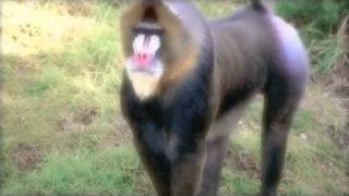 Mandrill love [upl. by Cristiona]