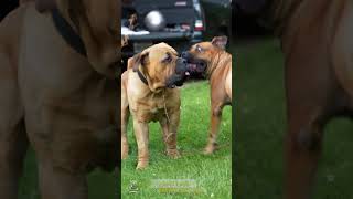 Male and Female Boerboel Playful Interaction shorts boerboelbreeders boerboelpuppies boerboel [upl. by Etta]