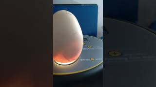 Incubated chicken egg to chick processchickens eggs [upl. by Manoop585]