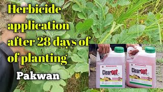 Herbicide application sa Pakwan28days after planting [upl. by Ellirehs658]