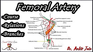 Femoral artery Anatomy  Origin Course Relations and Branches  Profunda femoris artery [upl. by Anallese]