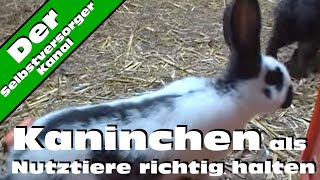 Kaninchen als Nutztiere richtig halten [upl. by Yaresed]