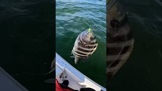 Catching Big Sheepshead shorts fishing [upl. by Leihcim777]