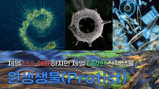 제일 단순 애매하지만 제일 다양한 진핵생물 원생생물  원생생물Protist [upl. by Jeremy]