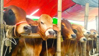 cow unloading cow videos cow video animal cow big cow goru hamba cow Ep05 [upl. by Rombert477]