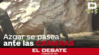 La especie en peligro que extinción que ha presentado el zoo de Rabat [upl. by Enirhtak]