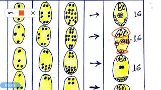 Embryo sac and its type [upl. by Tooley]