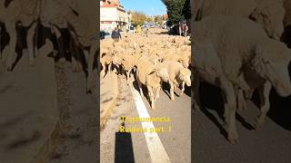 Trashumancia de 3000 ovejas por Ruidera 🐑 trashumancia [upl. by Glarum]