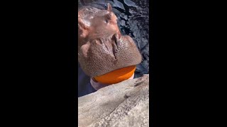 Cincinnati Zoo Hippos Dazzle Visitors With PumpkinCrushing Skills [upl. by Mackenie]