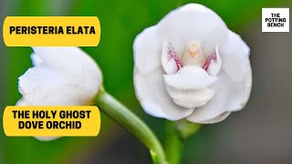 Holy Ghost Orchid  Dove Orchid  Peristeria elata [upl. by Tuck]