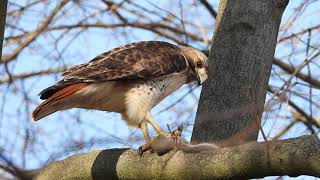 RedTailed Hawk Catching Young Grey Squirrel and Feasting [upl. by Halden836]