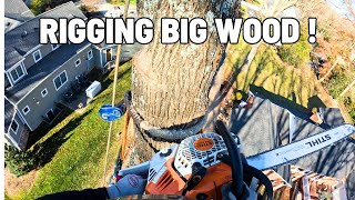 Big Poplar amp Oak Tree RemovalRigging Everything [upl. by Rebba]