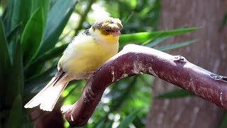 Corona Gloster Canary Singing [upl. by Adlez546]