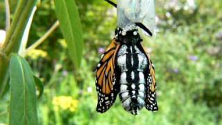 Monarch Butterfly Danaus plexippus Emerging from Chrysalis [upl. by Sosthena392]