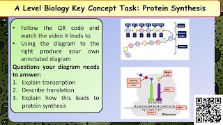 A Level Biology Polypeptide synthesis [upl. by Paulita377]