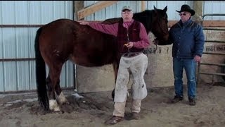 Horseshoeing School  ShoeTrus Fred Zweifel Talks about Horseshoeing Safety Tips [upl. by Eintruok]