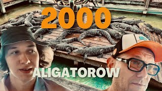 2000 ALIGATORÓW  GATORLAND ORLANDO PARK KROKODYLI NA FLORYDZIE USA [upl. by Oiluig195]