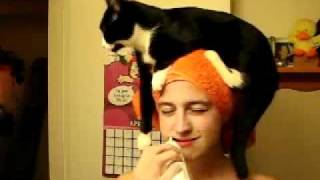 Human Cat Perch Cat sits on head [upl. by Ocsicnarf]