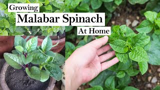 Malabar Spinach How To Grow Malabar Spinach From Cutting Malabar Spinach Growing in Pots [upl. by Haden578]