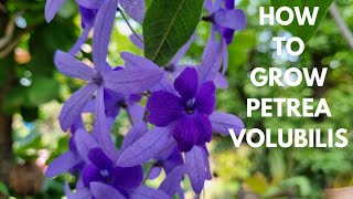 How to grow Petrea Volubilis [upl. by Assereht]