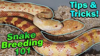 Snake Breeding Part 4 How to Pair Snakes [upl. by Stempson]