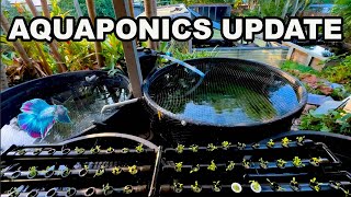 HOME AQUAPONICS SYSTEM  IS THIS BETTER [upl. by Centonze]