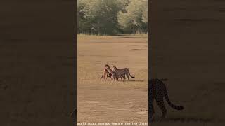 An antelope is surrounded by a mother cheetah and her cubs becoming lunch for the whole group [upl. by Lammaj]