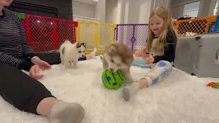 Oreo and Coco our new Pomsky puppies play with wobbly ball [upl. by Asiak757]