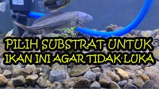 CARA PELIHARA IKAN BABY DOLPHIN AIR TAWAR [upl. by Melise]